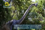 2014 children park equipment Dinosaurs baby crafts (Brachiosaurus) DWD172